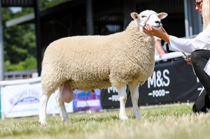 RWS 2022 - 1st Prize Ram Lamb - HM Wells