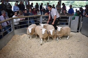 Web - Exeter 2018 - AW Davies sells 2nd prize ewe lambs at £110.JPG