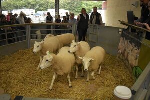Exeter Sale 2021 - Pat Martin sells shearling ewes at £170.JPG