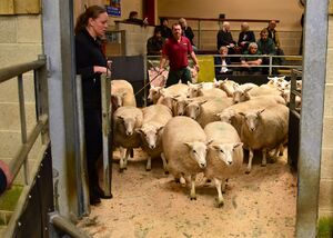 Skipton 2021 - TA & J Swinbank sells ewe lambs to £110