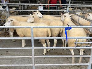 Brecon 2021 - 2nd prize shearling ewes - K & E James - Evans