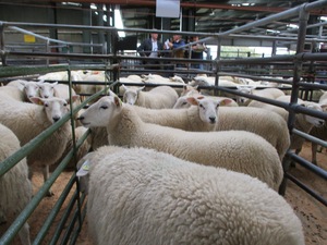 Blessington 2018 - 2nd prize ewe lambs.JPG