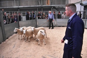 Stirling 2019 - JK Goldie sells 2nd prize shearling ewes at £170.JPG