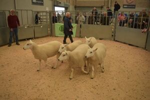 Stirling 2022 - R & S Turnbull sell shearling ewes to £185.JPG