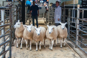 Carlisle 2021 - C Price sells shearling ewes at £185