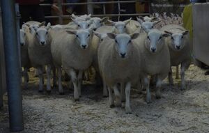 ROW 2020 - ST Morris sells ewe lambs £110.JPG