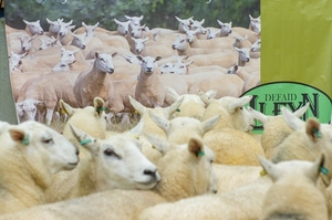 Carlisle 2019 - Ringfuls of sheep offered.jpg