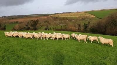 Lleyn ewes at Carnebone - Searle