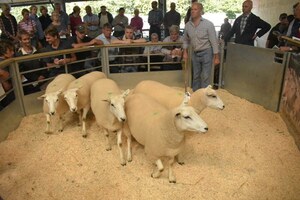 Exeter 2019 - RHS Turner sells shearling ewes to £168.JPG
