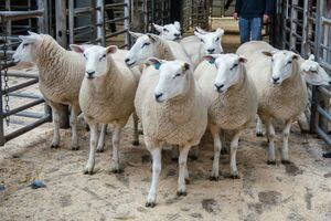 Carlisle 2021 - J Kingan sells shearling ewes to £188