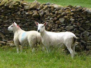 Lleyn Mule - BFL x Lleyn with Texel lamb