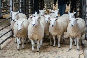 Carlisle 2021 - C Davidson sells shearling ewes to £188